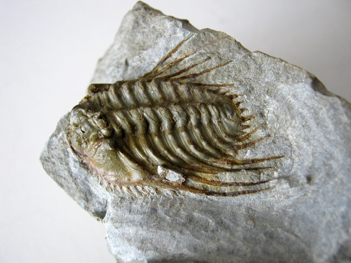 Kettneraspis seiberti BASSE, 2004