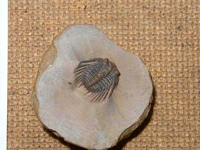 Leonaspis sp.