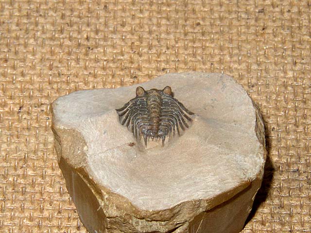 Leonaspis sp.