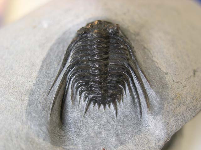 Leonaspis sp.