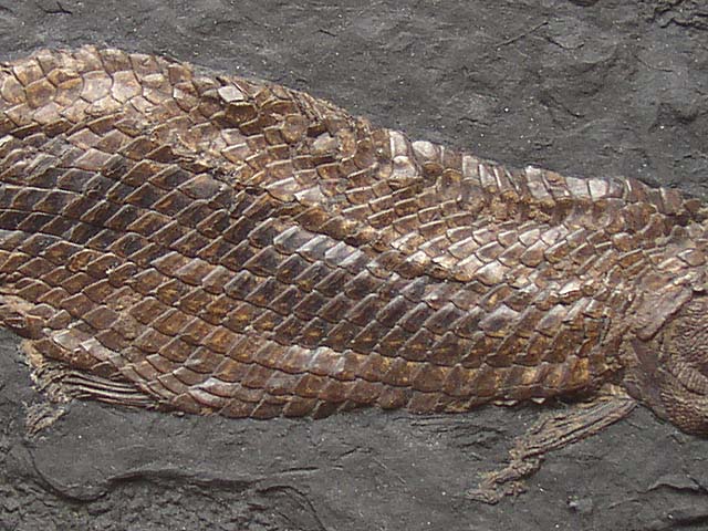Atractosteus strausi