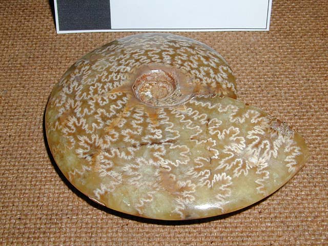 Cleoniceras sp.