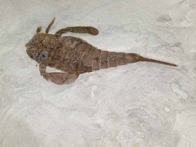 eurypterus1.jpg