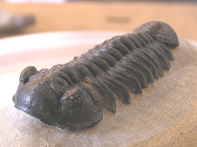 Acastoides zguilmensis