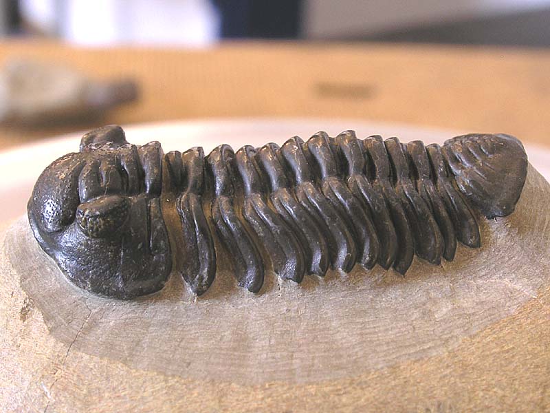 Acastoides zguilmensis