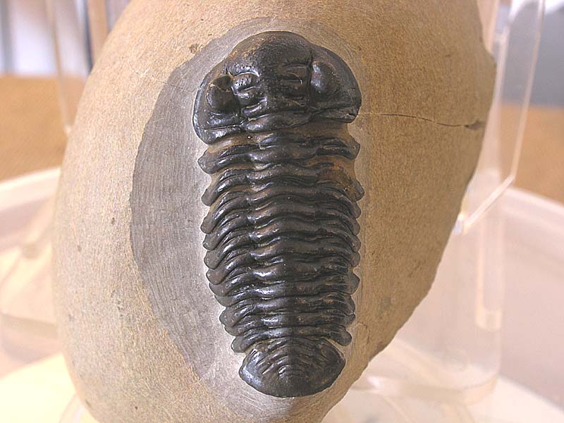 Acastoides zguilmensis