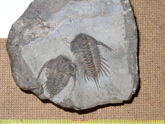 Anacheirurus sp.?