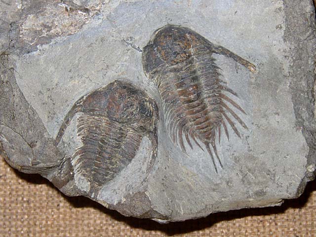 Anacheirurus sp.?