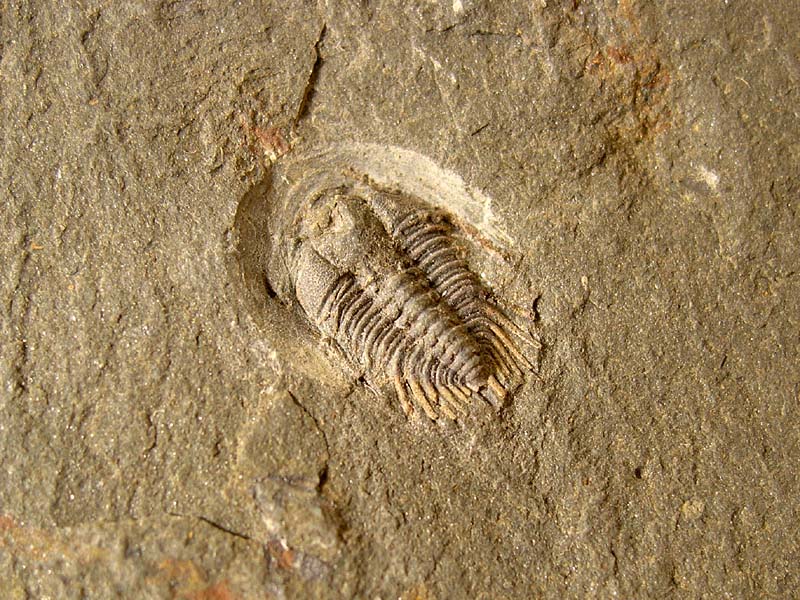 Anacheirurus sp.