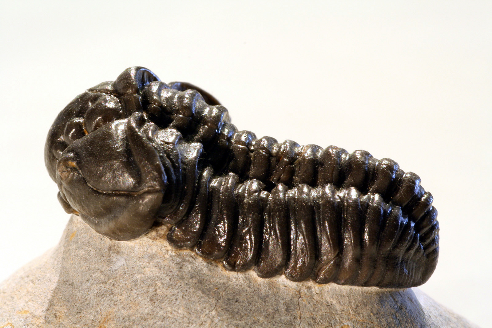 Calymene sp.