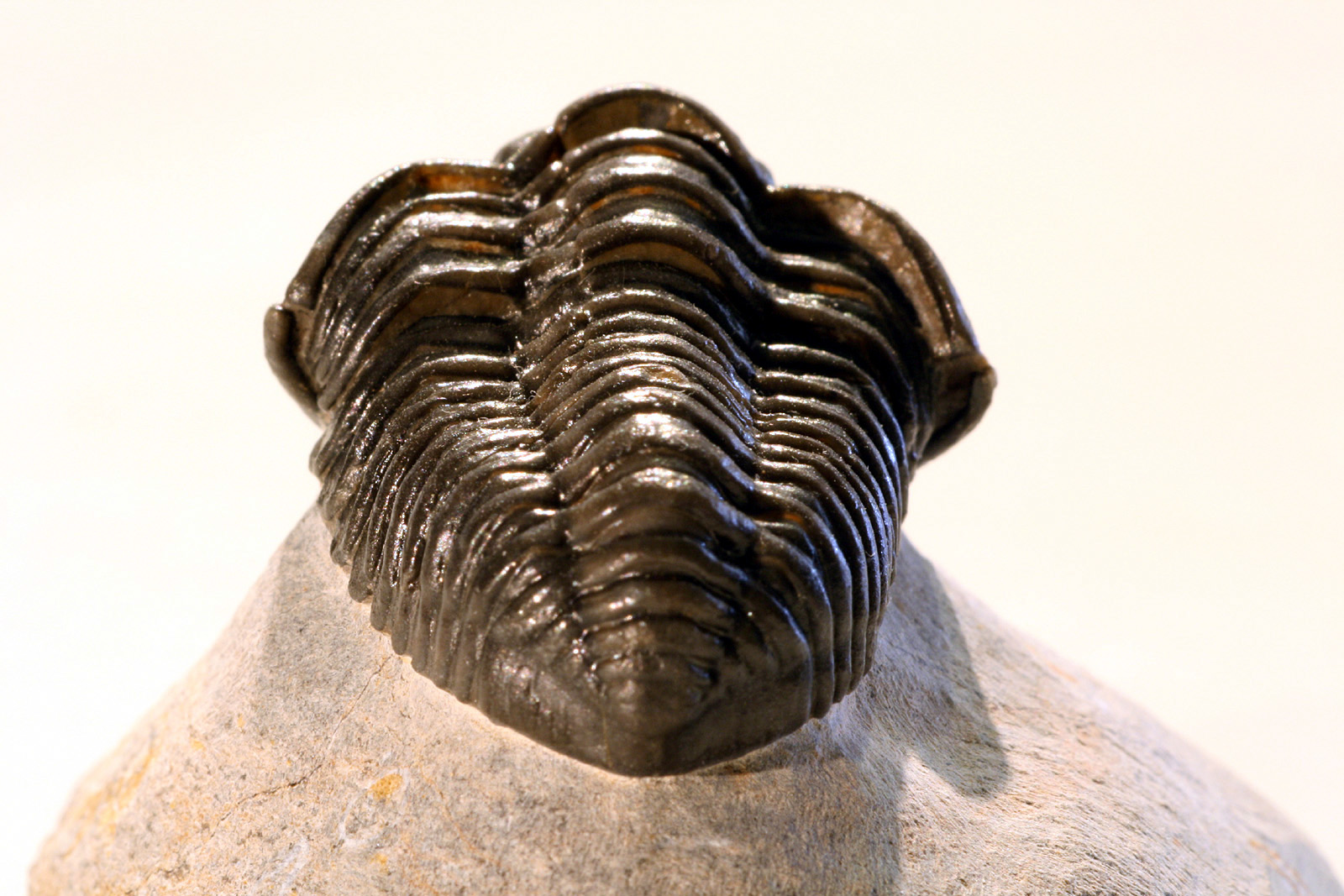Calymene sp.