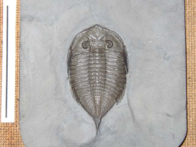 Dalmanites limulurus