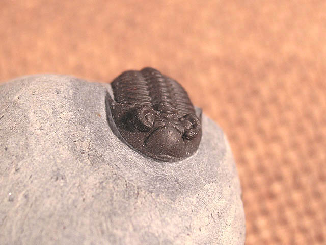 Destombesina tafilaltensis