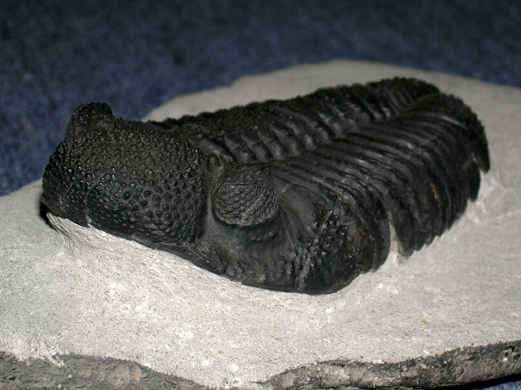 Drotops megalomanicus