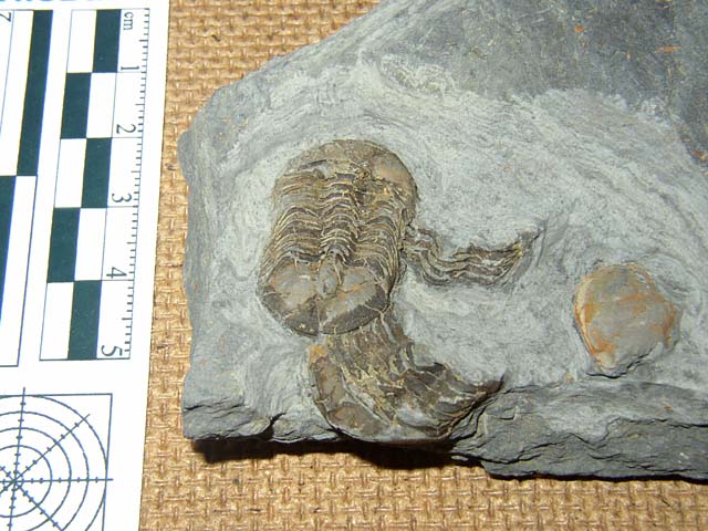 Illaenula vietnamica