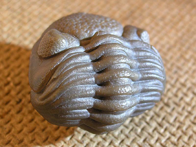 Eldredgeops crassituberculata