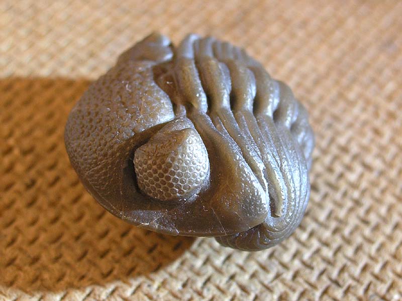 Eldredgeops crassituberculata