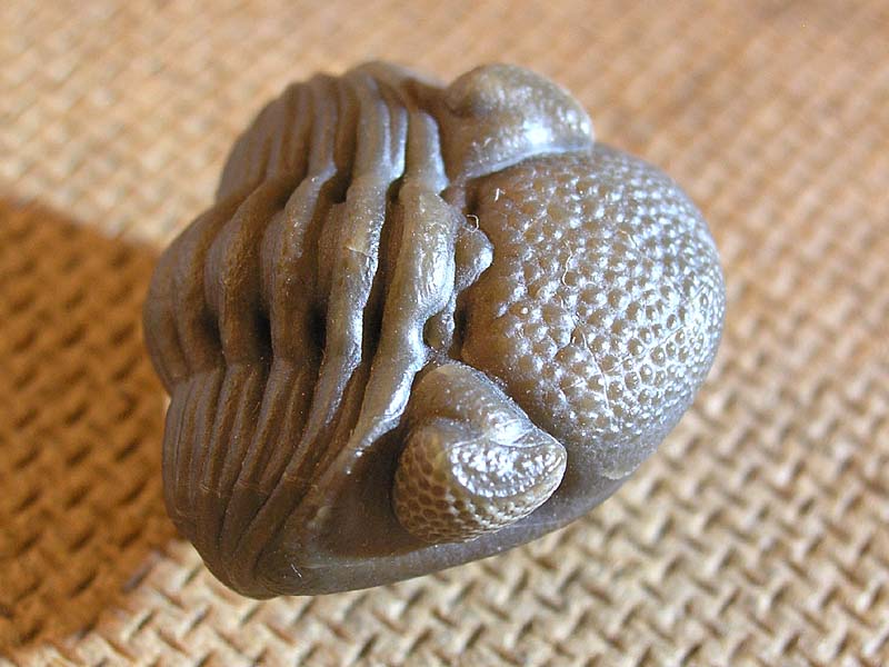 Eldredgeops crassituberculata