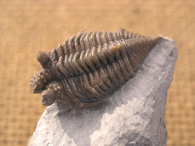 Encrinuroides macrourus