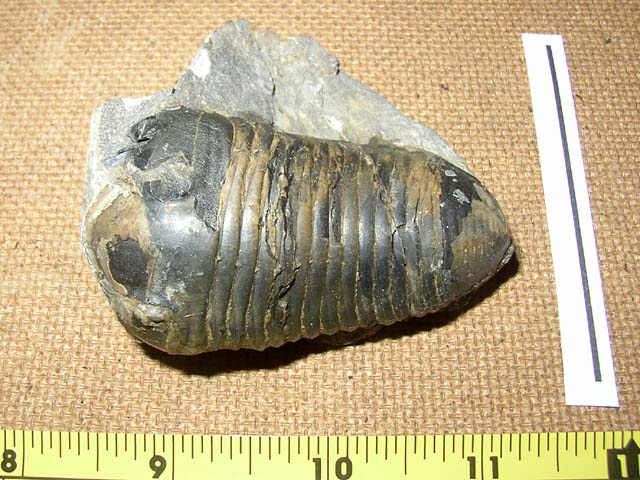 Parahomanolotus planus