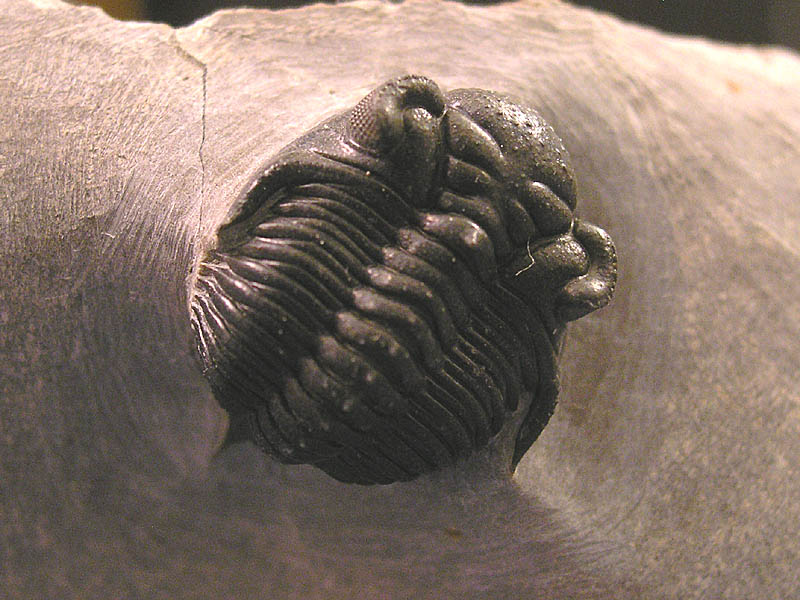 Kayserops tamnrherta