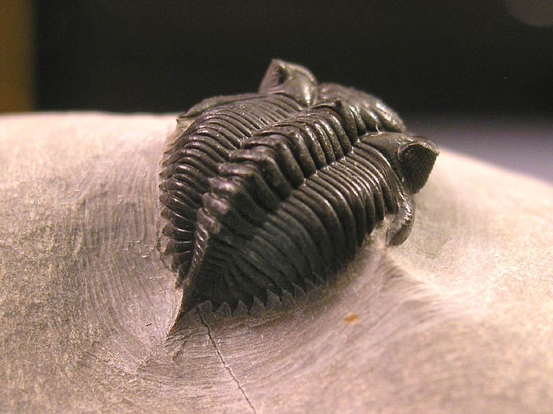 Kayserops tamnrherta