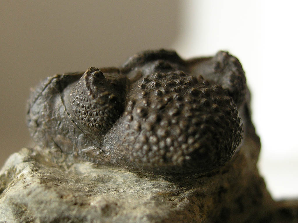 Nyterops yetieifliensis BASSE, 2006