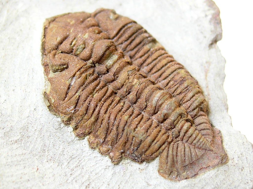 Ormathops clariondi