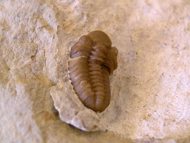 Paciphacops campbelli