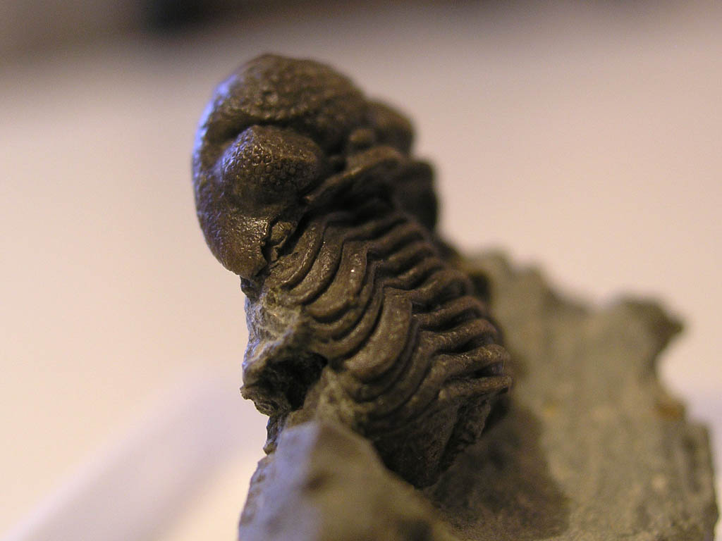 Phacops dolosus STRUVE, 1970