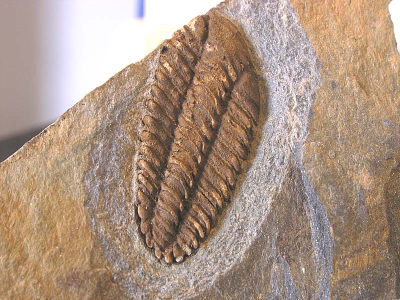 Placoparia tournemini