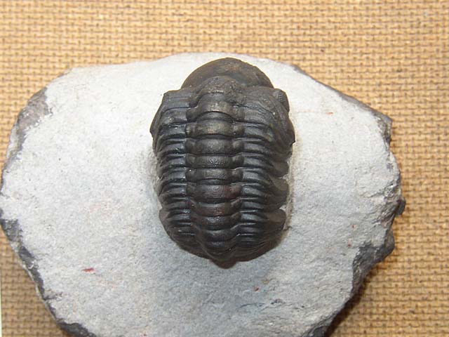 Reedops cephalotes hamlagdadianus