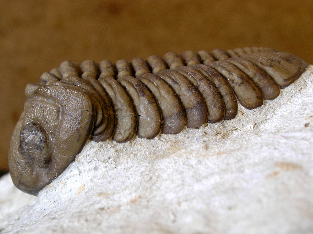 Lochkovella deckeri (DELO, 1935a)