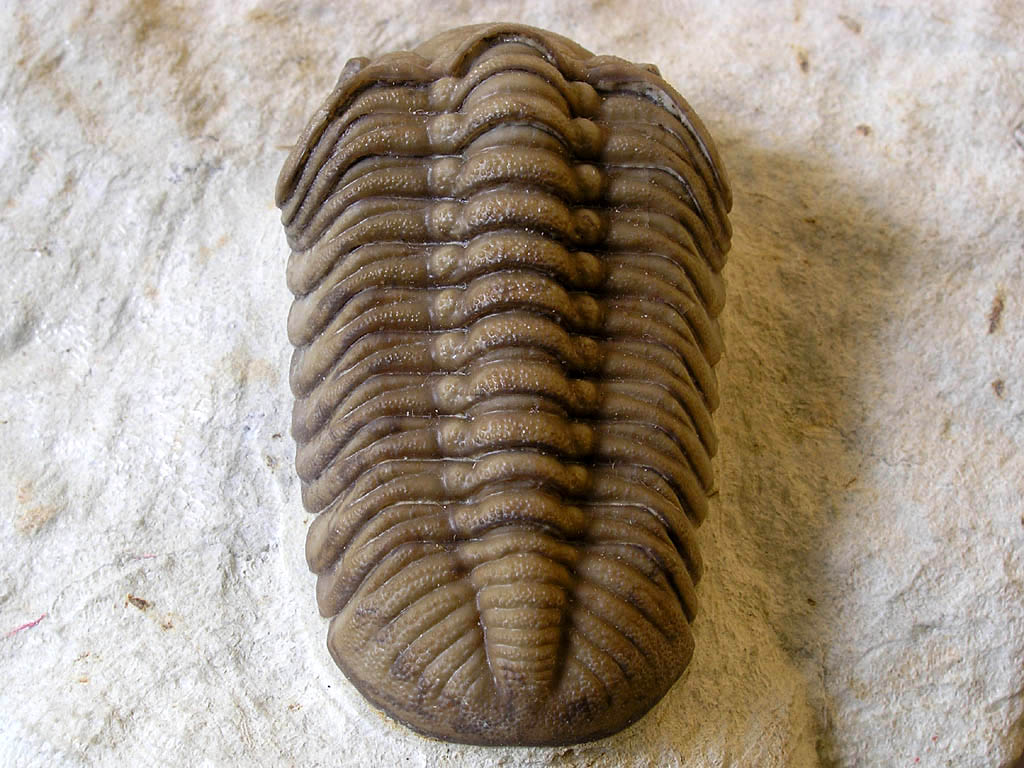 Lochkovella deckeri (DELO, 1935a)