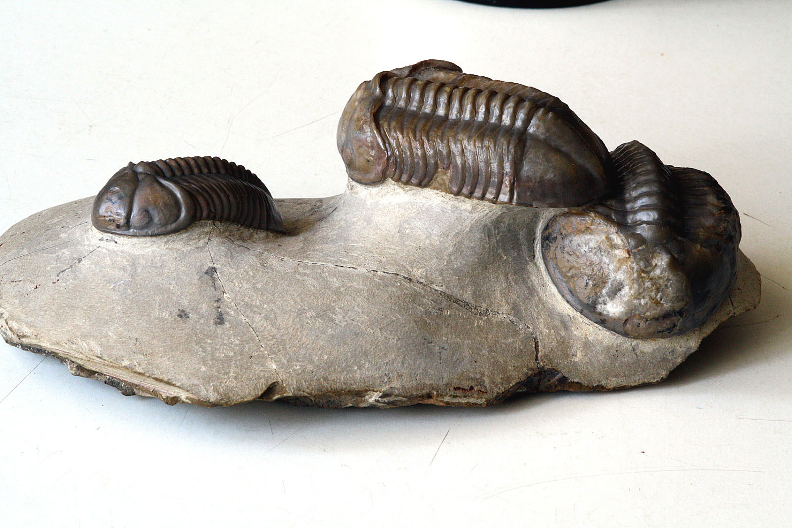 Struveaspis cf. maroccanica ALBERTI, 1970