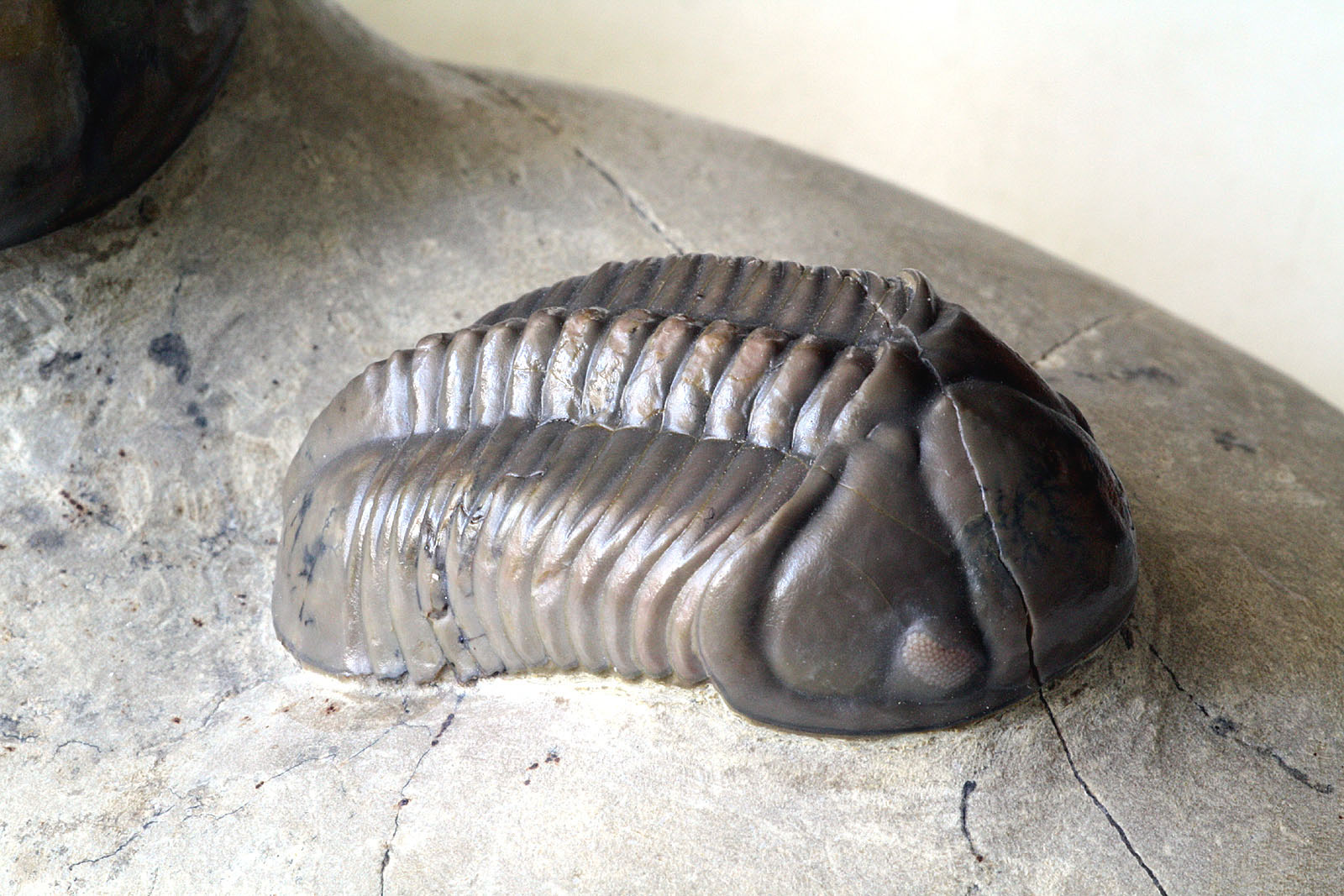 Struveaspis cf. maroccanica ALBERTI, 1970