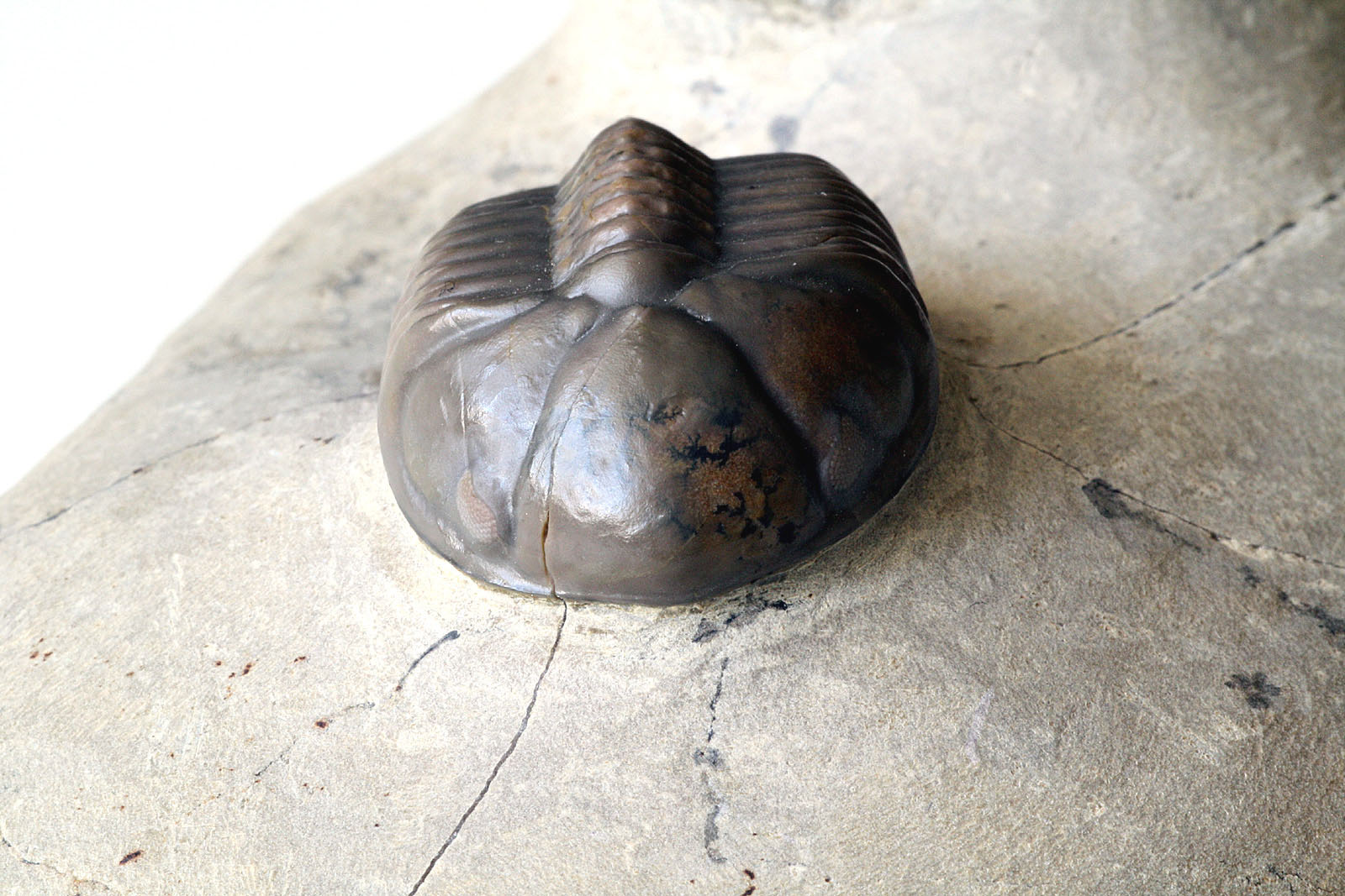 Struveaspis cf. maroccanica ALBERTI, 1970