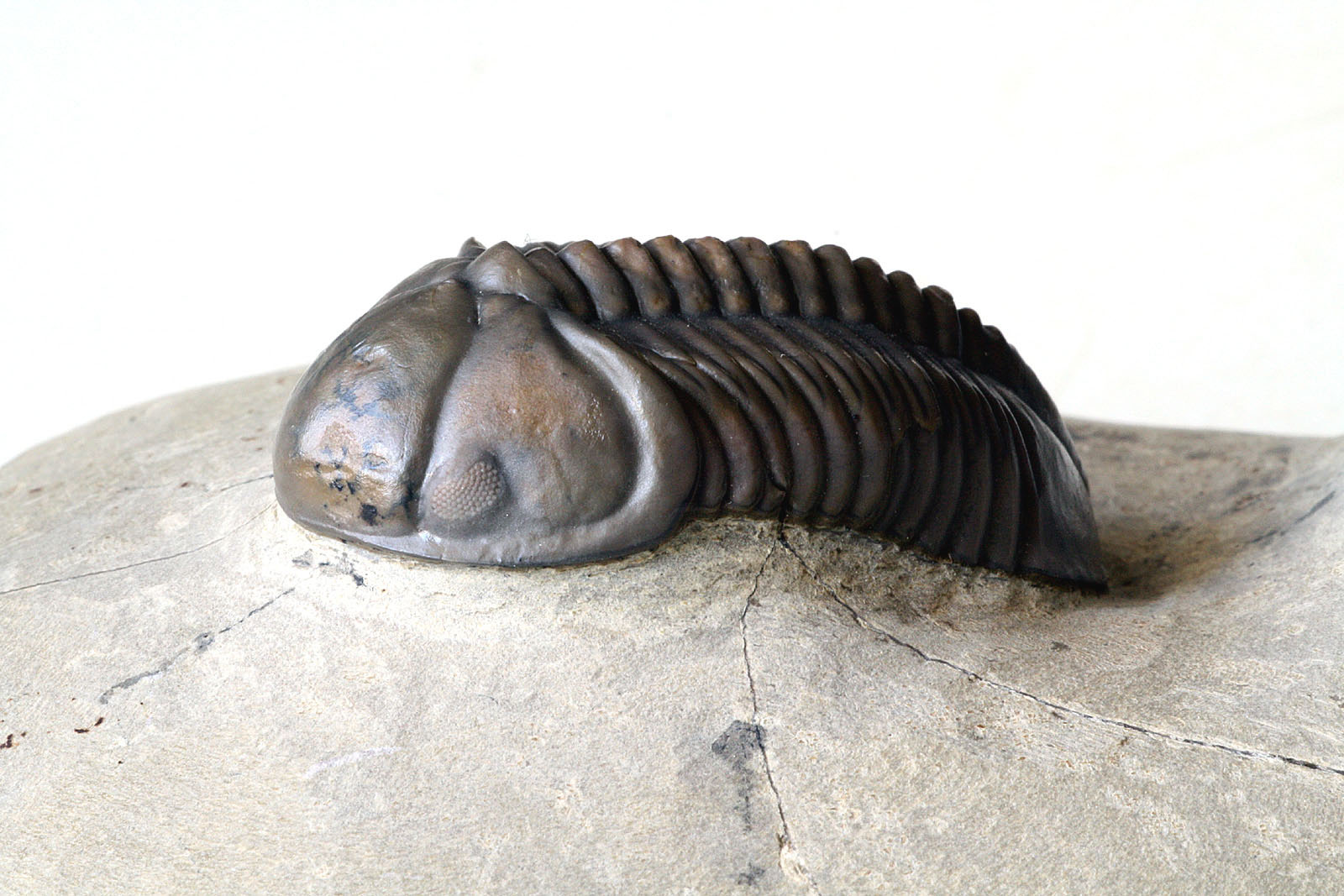 Struveaspis cf. maroccanica ALBERTI, 1970