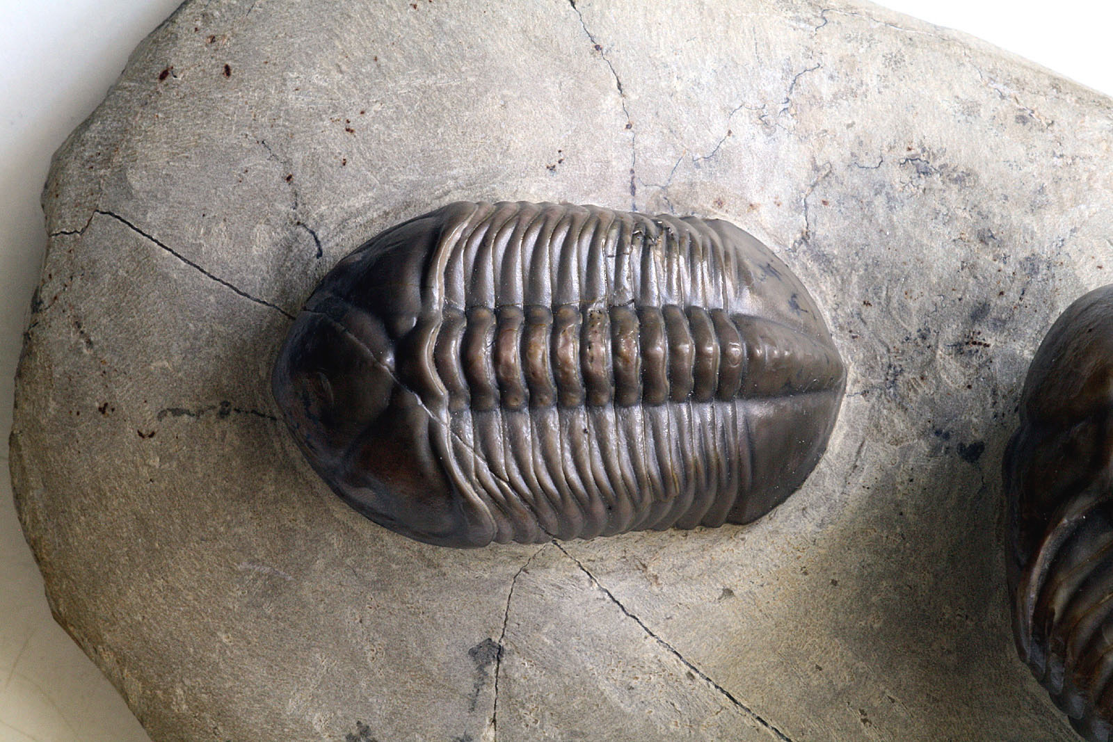 Struveaspis cf. maroccanica ALBERTI, 1970