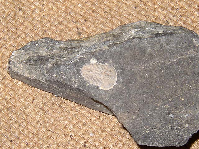 Aulacopleura konincki