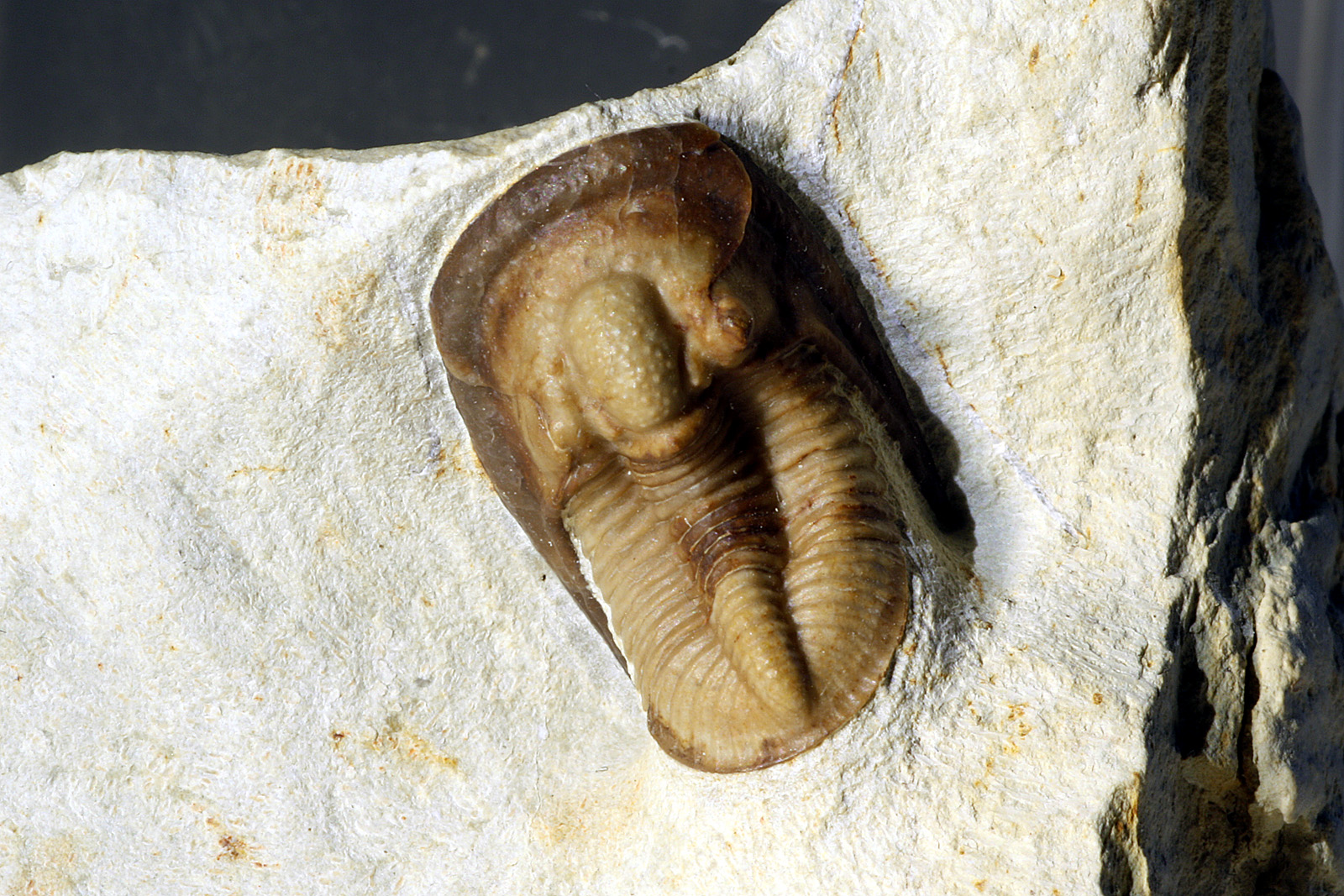 Cordania falcata WHITTINGTON, 1960