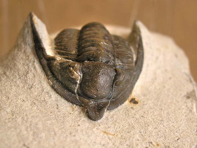 Diademaproetus cf. antatlasius