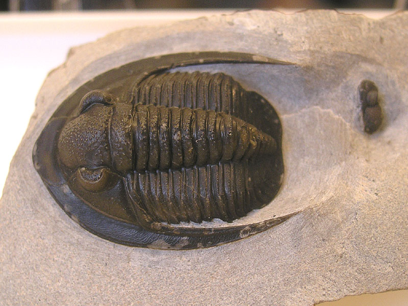 Diademaproetus cf. praecursor (ALBERTI, 1969)