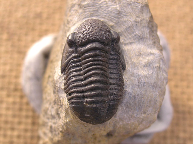 Rhenocynproetus cultrijugati