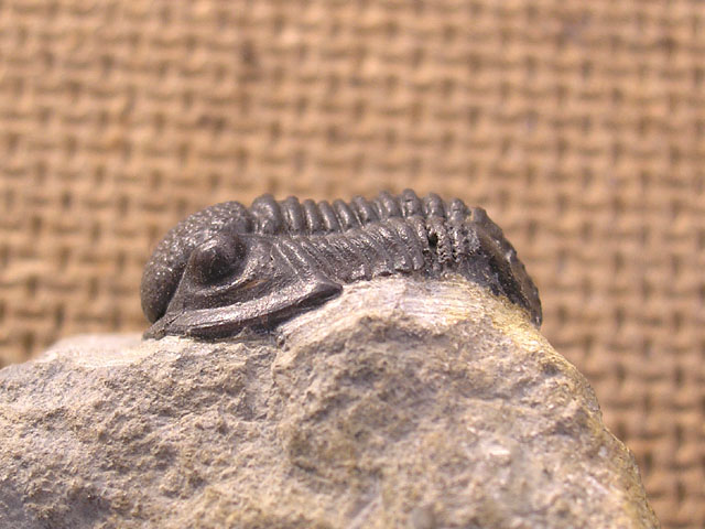 Rhenocynproetus cultrijugati