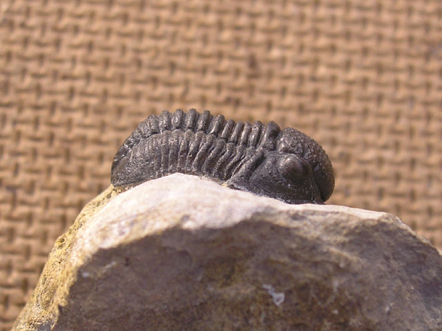 Rhenocynproetus cultrijugati