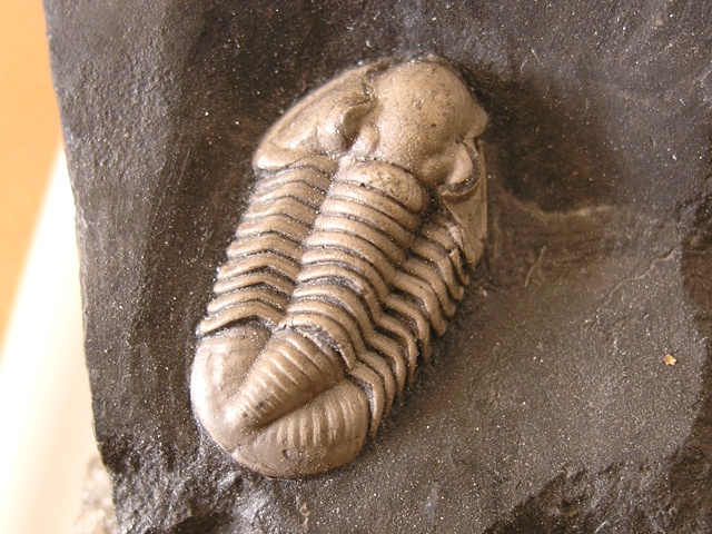 Cummingella belisama