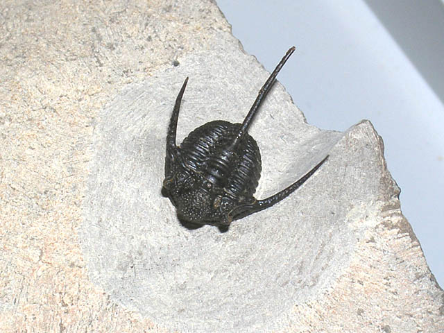 Cyphaspis sp.