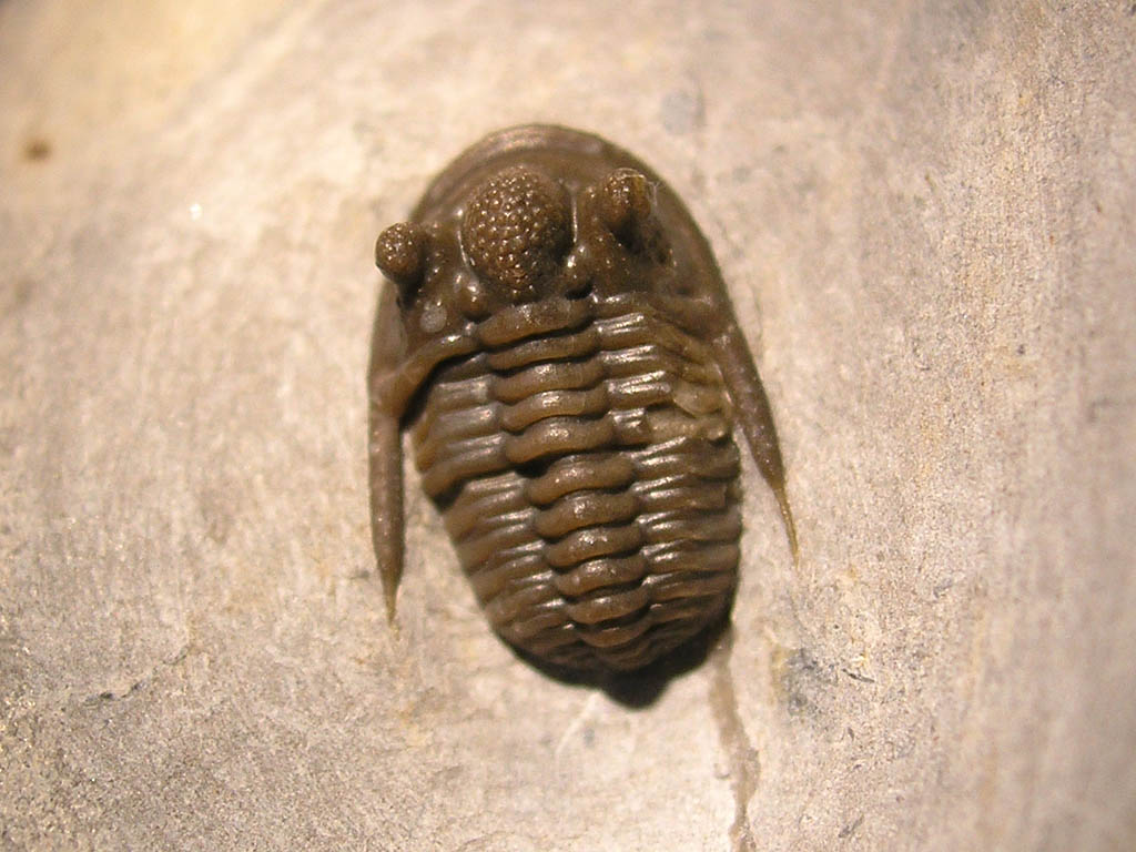 Cyphaspis sp.