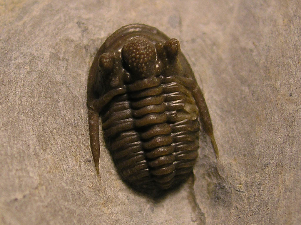 Cyphaspis sp.